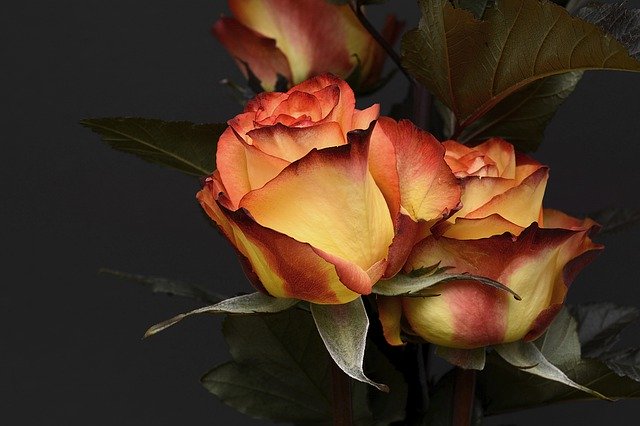 rose 3063284 640