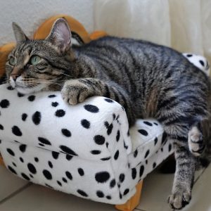 CAT BURNOUT