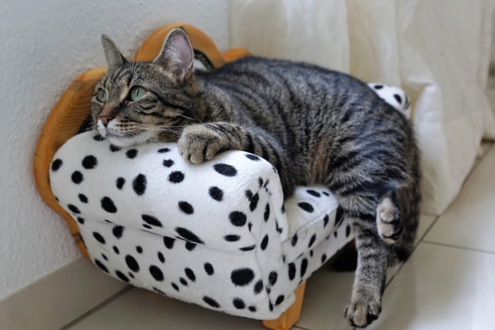 ADRENAL FATIGUE