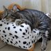 CAT BURNOUT