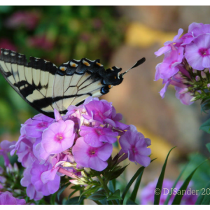 butterfly with copyright e1541641532633
