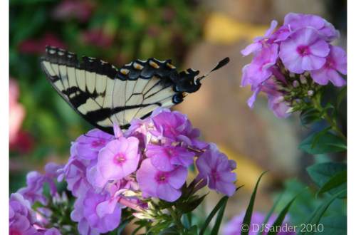 butterfly with copyright e1541641532633