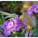 butterfly with copyright e1541641532633