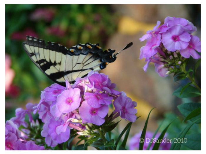 butterfly with copyright e1541641532633