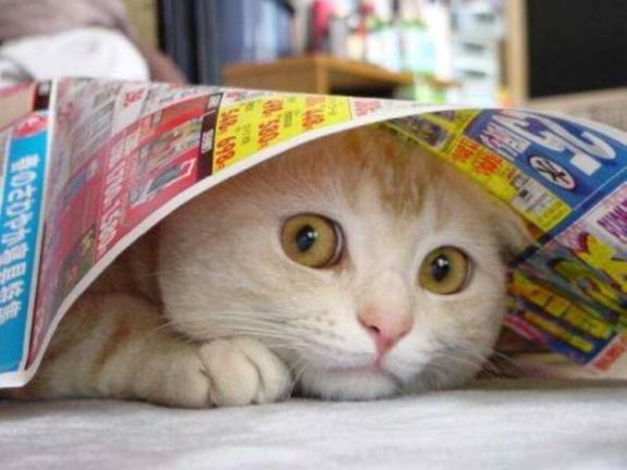 scared cat