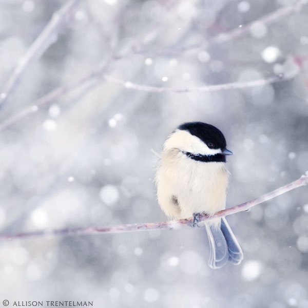chickadee
