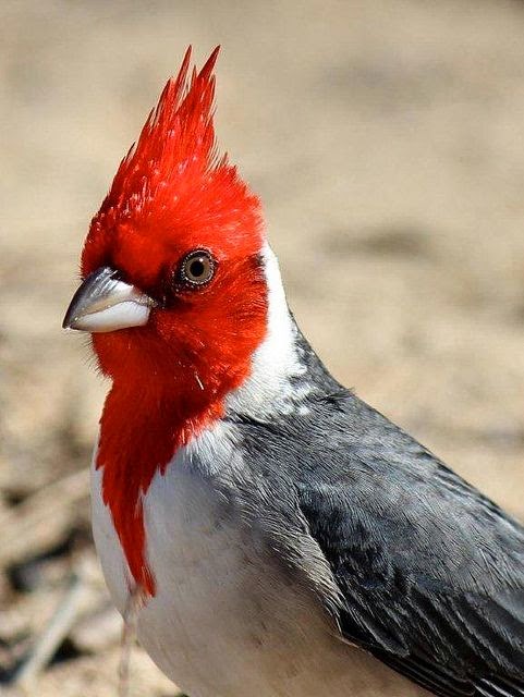 Red Crested Cardinal These birds are native to South America1