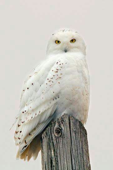 Joans Owl 1