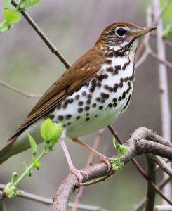 wood thrush