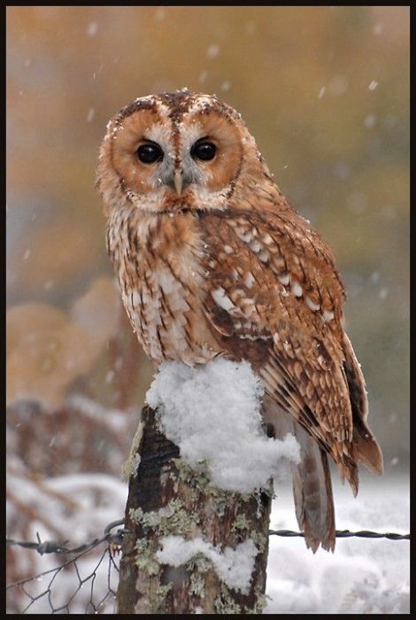tawny owl