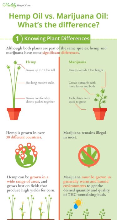 Short Hemp Oil Graphic