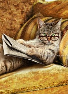 cat readin gpaper