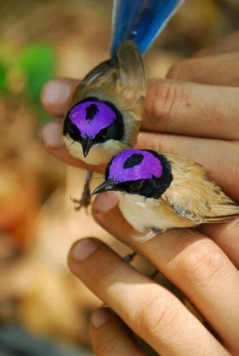 tiny birds