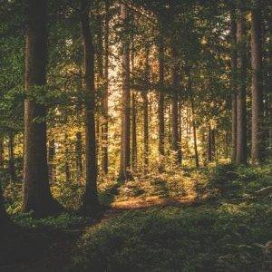 woods