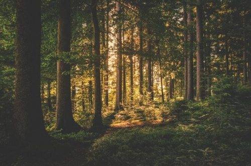 woods