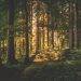 woods