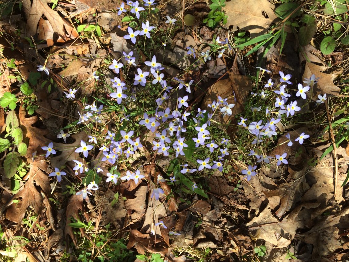 SPRING VIOLETS