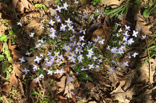 SPRING VIOLETS