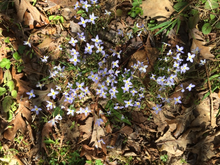 Manifest Me Spring