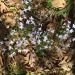 SPRING VIOLETS