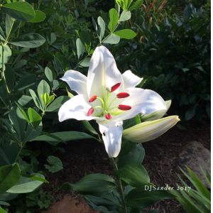 white day lily