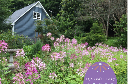 cleome