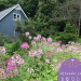 cleome
