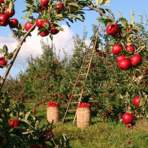 apple orchard