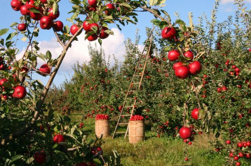 apple orchard