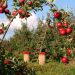 apple orchard