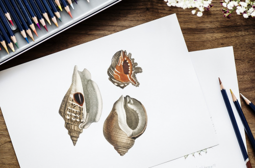 sea shells