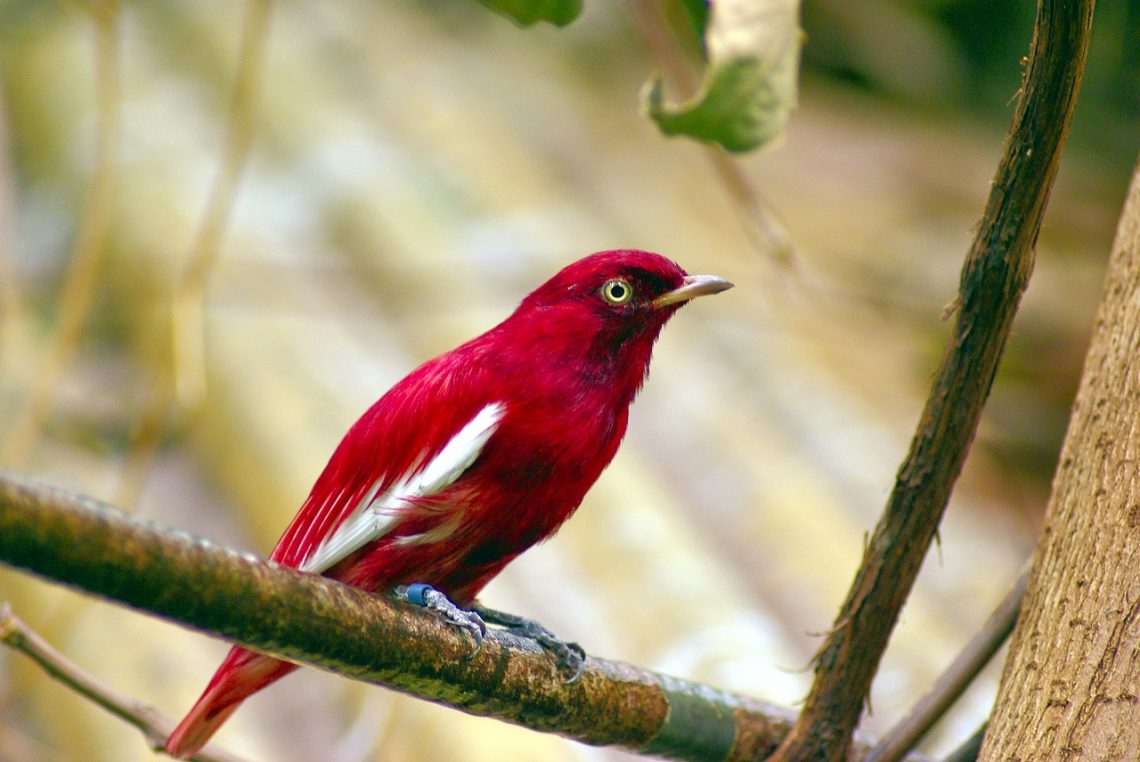 red pompadour cotinga 3906740 1280