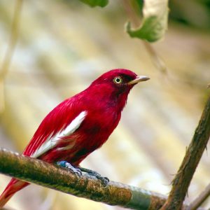 red pompadour cotinga 3906740 1280
