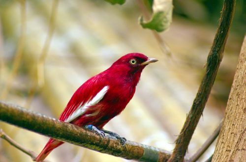 red pompadour cotinga 3906740 1280