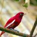 red pompadour cotinga 3906740 1280