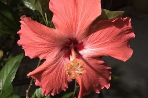 hibiscus