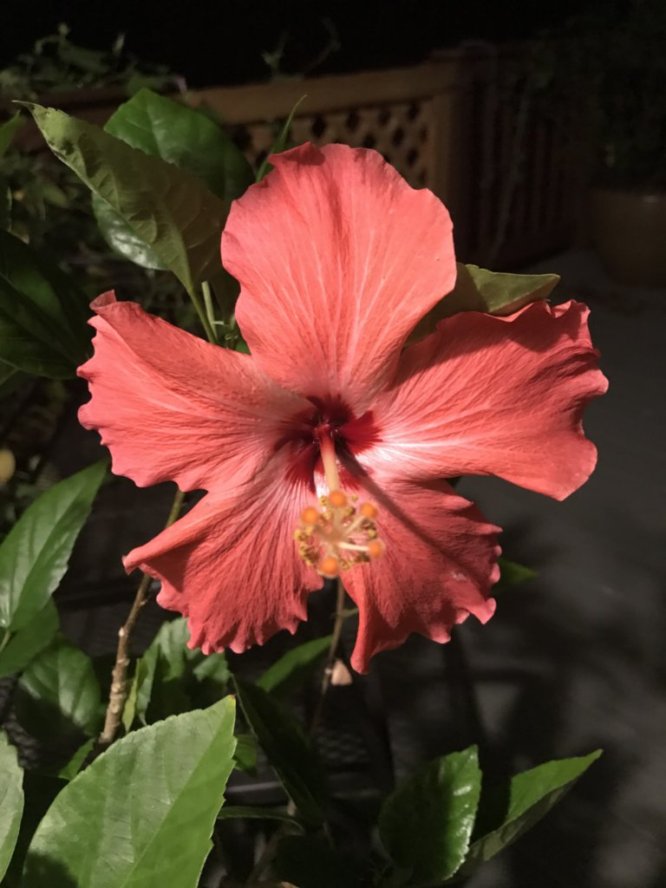 hibiscus