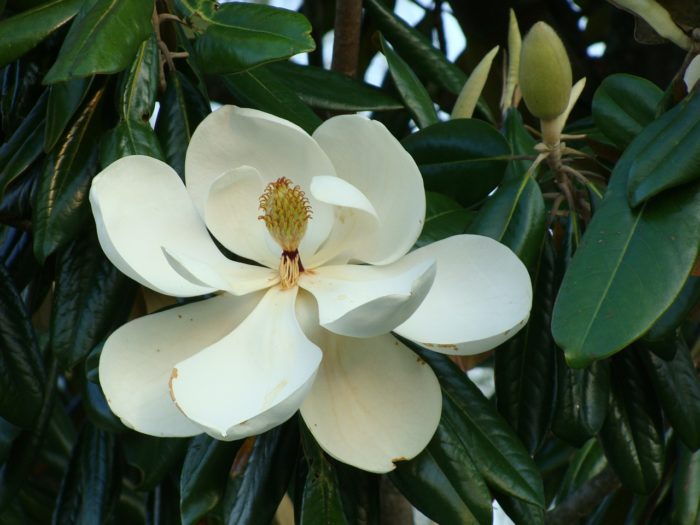 magnolia 142503 1280 scaled