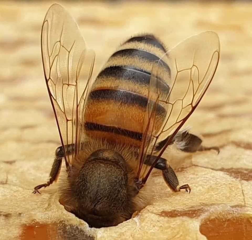 Bees